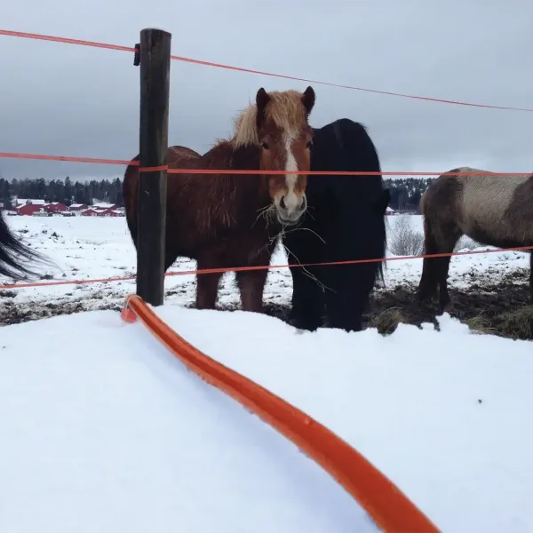 Frostfri vinterslange brukes for drikkevann til hester